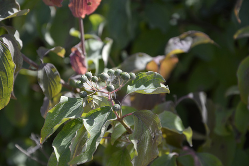 Cornus australis