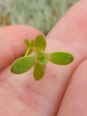 Crassula natans