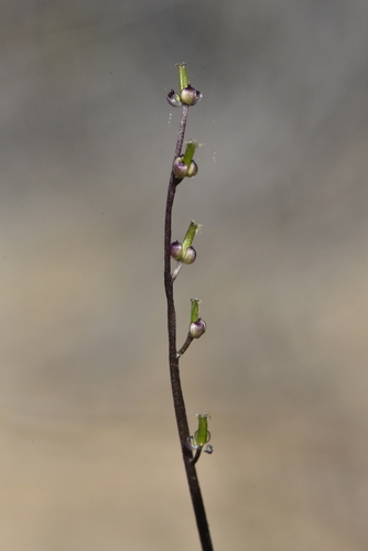 Triglochin laxiflora (Triglochin laxiflora)