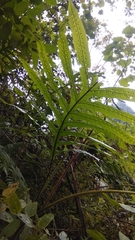 Microsorum membranifolium