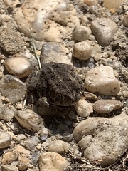 Anaxyrus fowleri