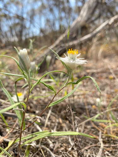 Image of Helichrysum leucopsideum by (c) Ursina Gringer, some rights reserved (CC BY)