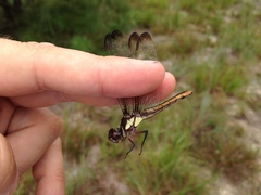 Libellula flavida
