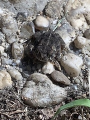 Anaxyrus fowleri