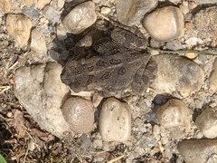 Anaxyrus fowleri