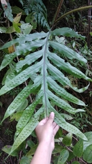 Microsorum membranifolium