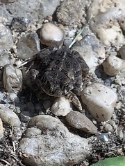 Anaxyrus fowleri