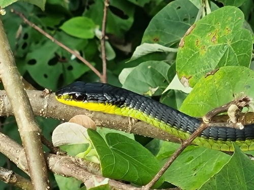 Common Tree Snake sighting