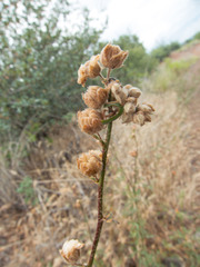 Sphaeralcea rusbyi