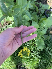 Rübsen (Pflanze) (Brassica rapa): Herkunft und Verwendung — Foto 2