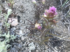 Orthocarpus cuspidatus