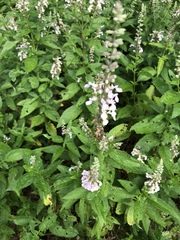 Teucrium canadense canadense