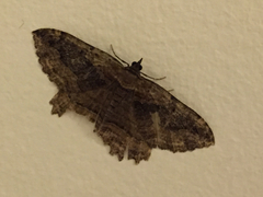 Philereme transversata