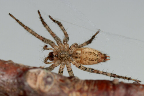 Barronopsis texana (Gertsch, 1934)