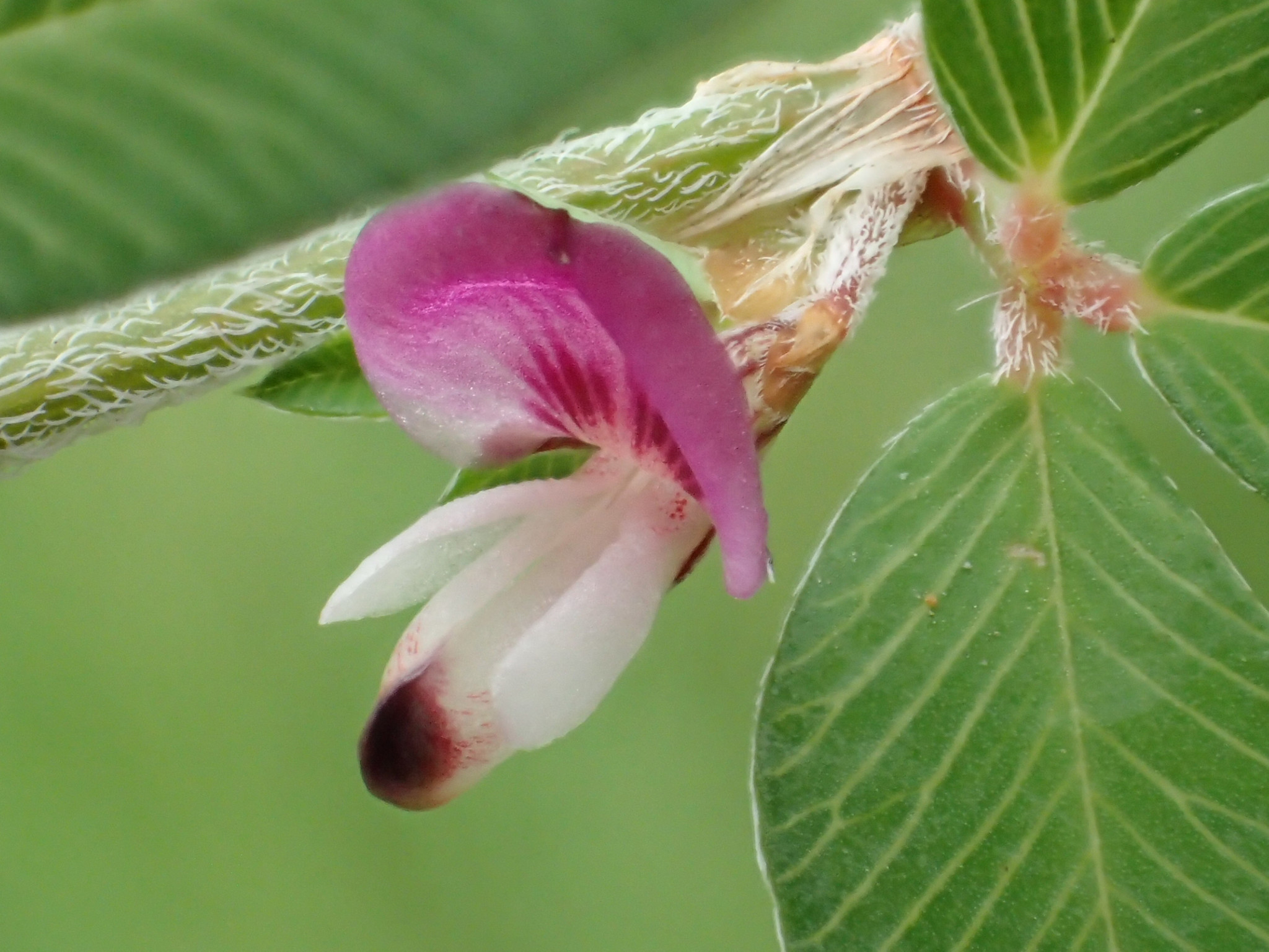 Kummerowia striata