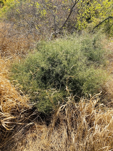 Image of Asparagus verticillatus by (c) Ekaterina Shilo, some rights reserved (CC BY)