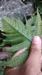 Tectaria sagenioides