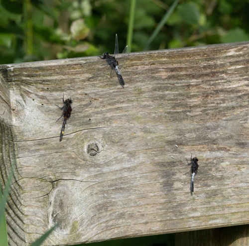 Large White-faced Darter photo 3
