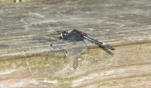 Large White-faced Darter, Scheerwolde, Netherlands, photo 9 of 10