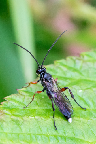 Dentilabus variegatus