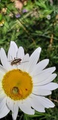 Calocoris roseomaculatus