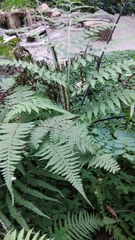 Macrothelypteris torresiana