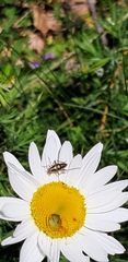 Calocoris roseomaculatus