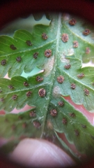 Macrothelypteris torresiana