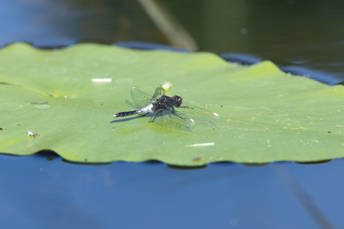 Lilypad Whiteface, Scheerwolde, Netherlands, photo 5 of 10