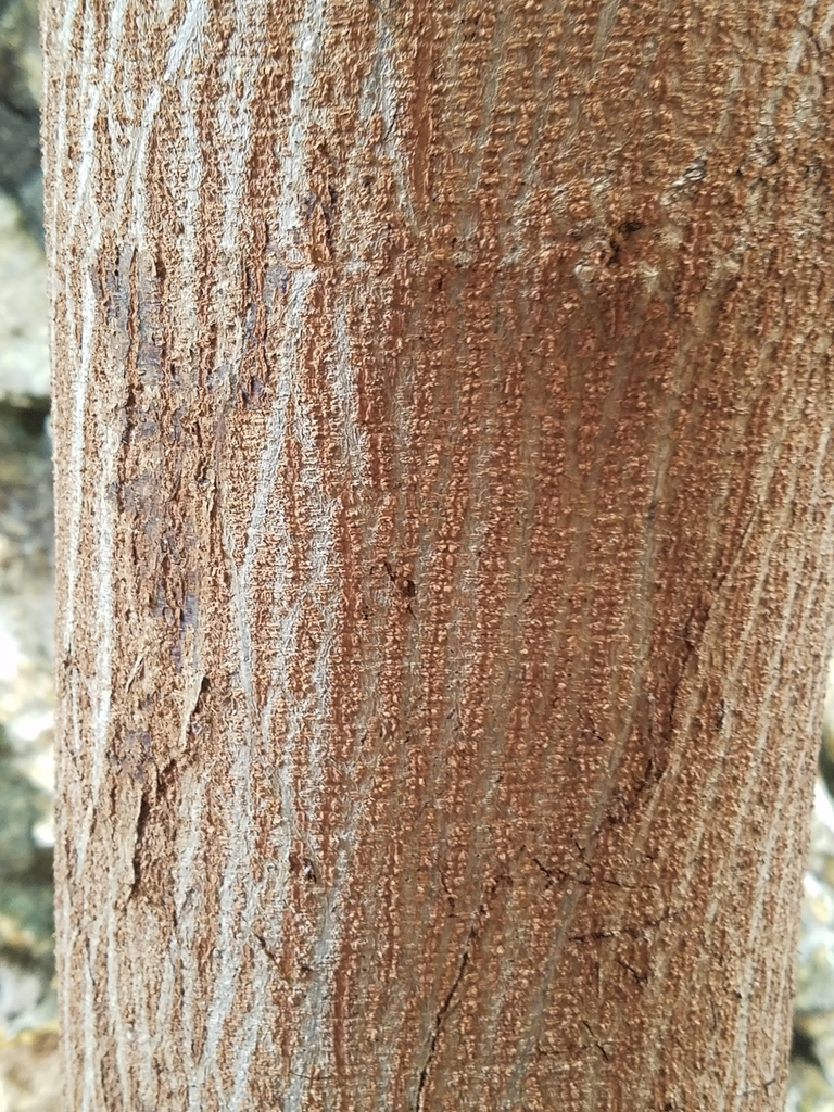 Lead Path Tree White leadtree from Centro on October 6, 2024 at 08:23 AM by Lucy Cash ...