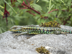 Painted Tree Iguana photo 4