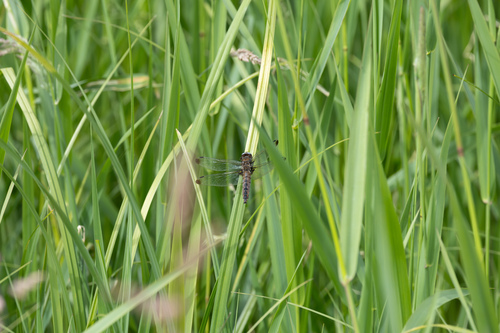 Scarce Chaser, Scheerwolde, Netherlands, photo 9 of 10