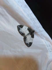 Mesoleuca albicillata