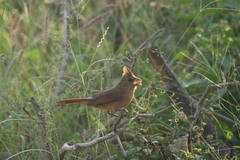 Cardinalis cardinalis mariae