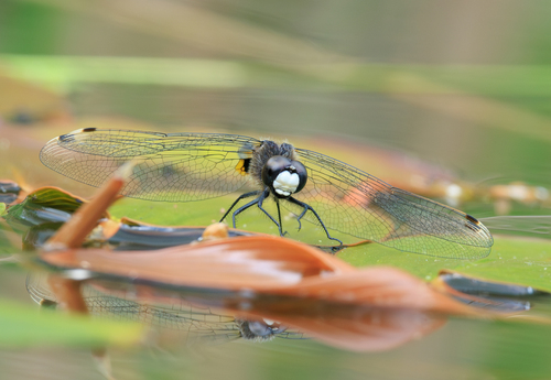Lilypad Whiteface, Scheerwolde, Netherlands, photo 4 of 10
