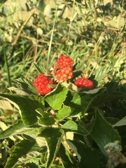 Rubus pascuus