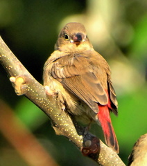 Lagonosticta senegala rendalli
