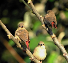 Lagonosticta senegala rendalli