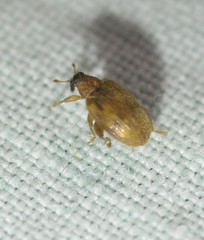 Orchestes steppensis