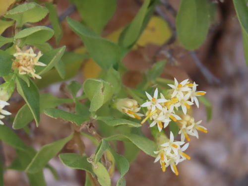 Image of Pteronia divaricata by no rights reserved