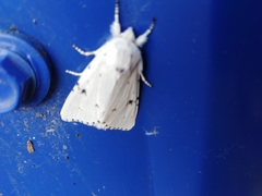 Acronicta leporina