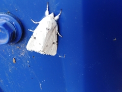Acronicta leporina