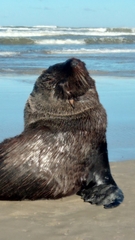 Arctocephalus australis