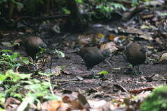 Bronze-Tailed Peacock-Pheasant photo 3