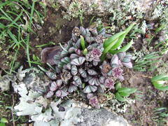 Antimima granitica