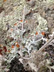 Eriogonum crocatum