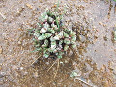 Antimima granitica