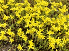 Sedum
