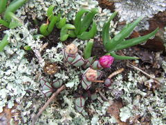 Antimima granitica