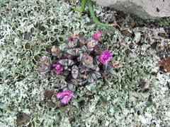 Antimima granitica